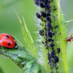 ladybug-aphids-ant