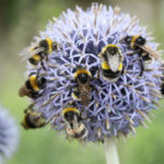 bee-friendly-garden-small