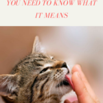 VFIf your cat licks you, you need to know what it means
