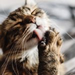 Beautiful Cute Cat Licking His Paw On Stylish Bed With Funny Emo