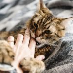 Beautiful Cute Cat Playing With Woman Hand And Biting On Stylish