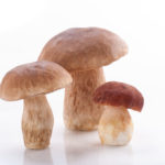 Boletus Mushrooms, Porcini Mushroom. Studio Shoot.