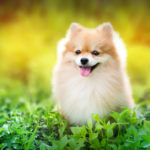 Cute Fluffy Pomeranian Dog Sitting In A Spring Park Surrounded B