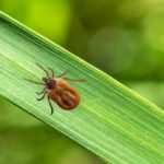 Tick Filled With Blood Crawling On Leaf Of Grass