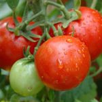 sweeter-tomatoes-with-baking-soda
