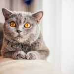 grey cat animal scottish cute cat sweet