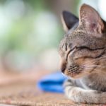 Portrait Of Sleeping Cat, Cute Pet At Home