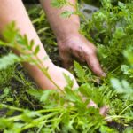 hands-with-weeds-in-soil
