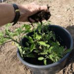 compost-engrais-tomate