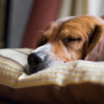 Beagle Dog Sleeping