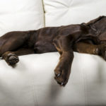 Brown Chocolate Labrador Retriever Dog Is Sleeping On Sofa With