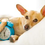 Chihuahua Dog In Bed Resting Or Sleeping , With Alarm Clock  Rin