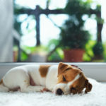 Jack russel puppy on white carpet. Small dog sleep in the house