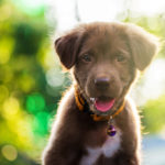 Labrador Puppy Dog With Bokeh Light