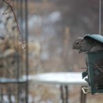 3-squirrels-wd40