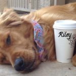 1-riley-cup-768×617