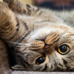 British-Mackerel-kitten-with-orange-eyes-laying-upside-down-along-wall-760×335