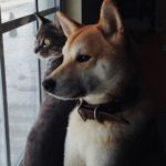 cat-dog-watch-window