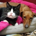 dog-falls-in-love-with-cat-14