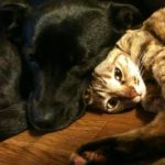 dog-falls-in-love-with-cat-15