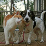 dog-falls-in-love-with-cat-162