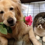 dog-falls-in-love-with-cat-171