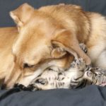 dog-falls-in-love-with-cat-18