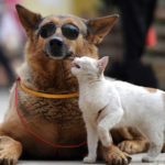 dog-falls-in-love-with-cat-20