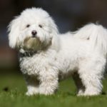 Coton-De-Tulear-breed-dog-minepuppy