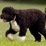 Portuguese-Water-Dog-2