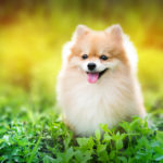 Cute Fluffy Pomeranian Dog Sitting In A Spring Park Surrounded B