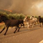 Animals-flee-wildfire-e1547149557451