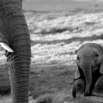 photo_Elephant