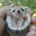 photo_Hedgehog