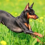 Top-10-dog-breeds-that-live-the-longest-1