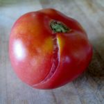 tomatoheadquarters