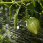 water-tomatoes