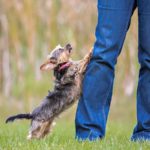 How-to-stop-dog-from-jumping-on-guests