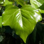 ivy-leaf-shining