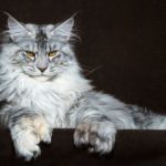 maine-coon-810×520