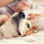 pets-sleep-articleLarge