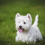 west-highland-white-terrier-dogs-puppies-2