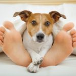 why_do_dogs_sleep_at_your_feet_1488_600