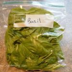 storing-basil-leaves
