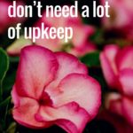 8 flowers that don’t need a lot of upkeep