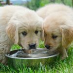 Give-fresh-water-to-dog