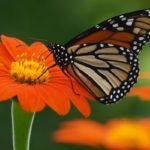 Monarch-Butterfly-Mexican-Sunflower.jpg.838x0_q80