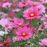 Pink-Lavender-Cosmos-Flowers-Blooms.jpg.838x0_q80
