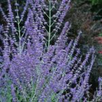 Purple-Russian-Sage-Blooming.jpg.838x0_q80