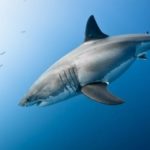 Shark-swims-deeper-e1547150524862